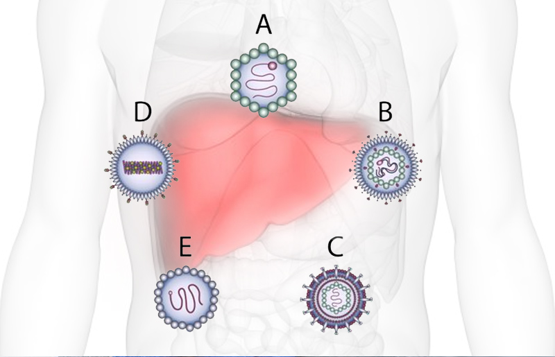 5 loại viêm gan virus thường gặp